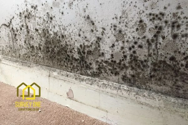What’s the First Step to Take When You Notice Damp on a Party Wall Wandsworth?